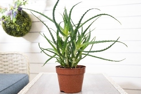 Bringing the Outside in